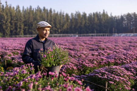 Photo for Asian farmer is carrying flower pot in the field of pink chrysanthemum while working in his rural farm for medicinal herb and cut florist industry business - Royalty Free Image