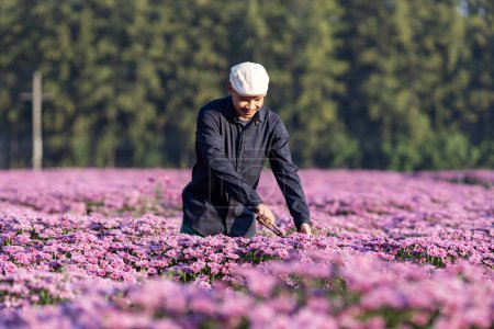 Foto de Agricultor asiático y florista está cortando flor de crisantemo púrpura utilizando tijeras de podar para el negocio de flores cortadas para la partida muerta, el cultivo y la temporada de cosecha - Imagen libre de derechos
