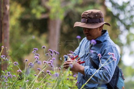 Asiatischer Gärtner tötet seine Verbena bonariensis-Blütenpflanze im Gartencenter für einheimische und exotische Pflanzenzüchter im Sommer