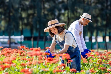 Foto de El equipo de granjeros y floristas asiáticos está trabajando en la granja mientras corta flores de zinnia usando tijeras de tijera para cortar flores en su granja para la industria agrícola. - Imagen libre de derechos