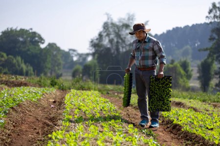 Asian farmer is carrying tray of young vegetable salad seedling to plant in mulching film for growing organics plant during spring season and agriculture concdpt