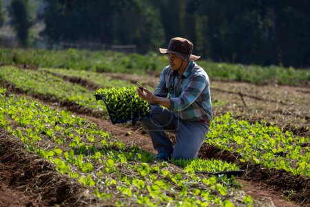 Asiatische Landwirt trägt Tablett mit jungen Gemüsesalat Sämling in Mulchfolie für den Anbau von Biopflanzen während der Frühjahrssaison und Landwirtschaft pflanzen