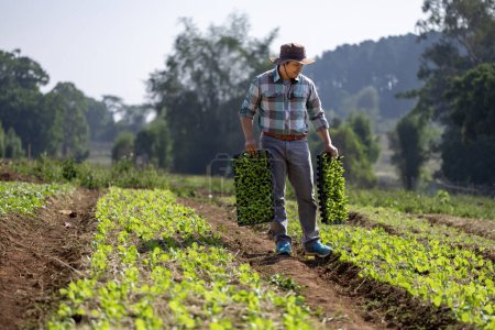 Foto de Agricultor asiático está llevando bandeja de plántulas de ensalada de verduras jóvenes para plantar en el suelo para el cultivo de plantas orgánicas durante la temporada de primavera y la agricultura - Imagen libre de derechos