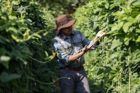 Téléchargez les photos : Agriculteur asiatique est fraîchement récolter haricot long sain de l'approche de la ferme biologique de légumes pour le jardinier local et les produits locaux - en image libre de droit