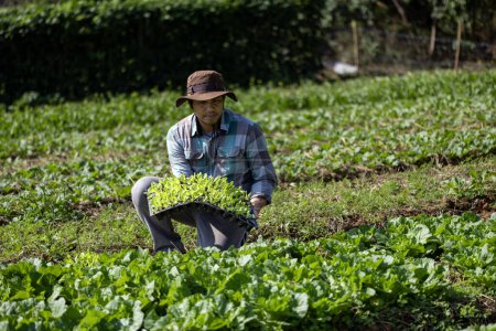 Foto de Agricultor asiático está llevando bandeja de plántulas de ensalada de verduras jóvenes para plantar en el suelo para el cultivo de plantas orgánicas durante la temporada de primavera y la agricultura - Imagen libre de derechos