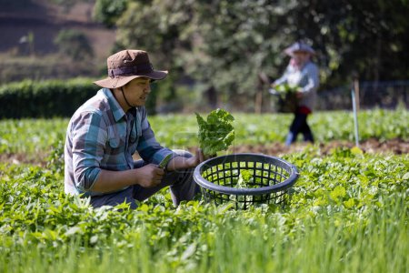 Téléchargez les photos : Agriculteur asiatique est fraîchement récolter salade saine laitue de l'approche de la ferme biologique de légumes pour jardinier local et concept de produits locaux - en image libre de droit