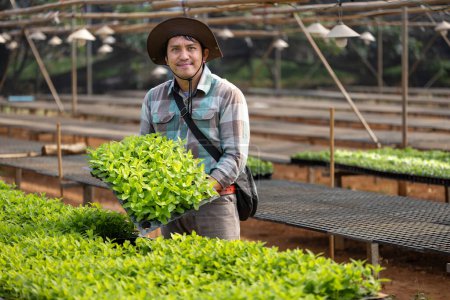 Asian farmer is carrying tray of young vegetable salad seedling to plant in the soil for growing organics plant during spring season and agriculture
