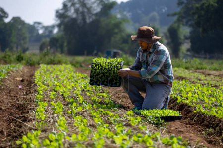 Asiatische Landwirt trägt Tablett mit jungen Gemüsesalat Sämling in den Boden für den Anbau von Biopflanzen während der Frühjahrssaison und Landwirtschaft pflanzen