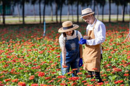 Téléchargez les photos : Une équipe d'agriculteurs et de fleuristes asiatiques travaille à la ferme tout en coupant des fleurs de zinnia rouge à l'aide de sécateur pour les entreprises de fleurs coupées pour l'ensemencement, la culture et la saison des récoltes - en image libre de droit
