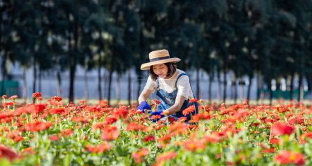 Photo for Asian farmer and florist is working in the farm while cutting zinnia flowers using secateurs for cut flower business in her farm for agriculture industry concept - Royalty Free Image