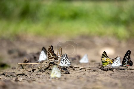 Swarm of adult male butterflies sapping on salt and mineral which also call mud puddling phenomenon during summer on mating season for tropical rainforest wildlife and environmental awareness concept