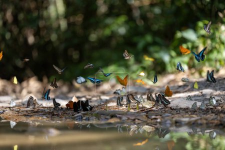 Téléchargez les photos : Échauffement de papillons mâles adultes tapant sur le sel et les minéraux qui appellent également phénomène de flaque de boue pendant l'été sur la saison des amours pour la faune de la forêt tropicale humide et concept de sensibilisation à l'environnement - en image libre de droit