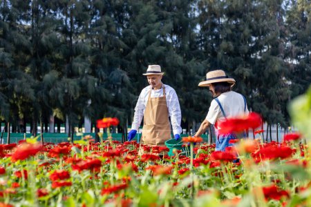 Téléchargez les photos : Agriculteur et fleuriste asiatique travaille dans la ferme tout en mettant en engrais organique dans des fleurs de zinnia en utilisant des sécateurs pour la ferme de fleurs coupées dans le concept de l'industrie agricole - en image libre de droit