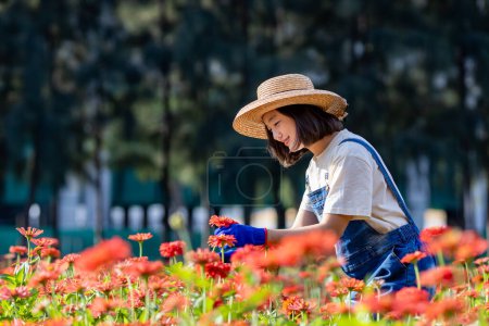 Téléchargez les photos : Agriculteur et fleuriste asiatique travaille à la ferme tout en coupant des fleurs de zinnia en utilisant des sécateurs pour l'entreprise de fleurs coupées dans sa ferme pour l'agriculture concept de l'industrie - en image libre de droit