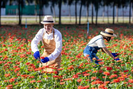 Foto de El equipo de granjeros y floristas asiáticos está trabajando en la granja mientras corta flores de zinnia usando tijeras de tijera para cortar flores en su granja para la industria agrícola. - Imagen libre de derechos
