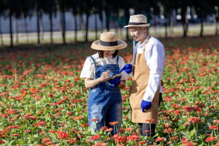Team of Asian farmer and florist is working in the farm while cutting red zinnia flower using secateur for cut flower business for deadheading, cultivation and harvest season