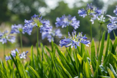Téléchargez les photos : Agapanthe bleu ou lys africain de fleur de nile fleurit en saison estivale pour le jardin ornemental - en image libre de droit