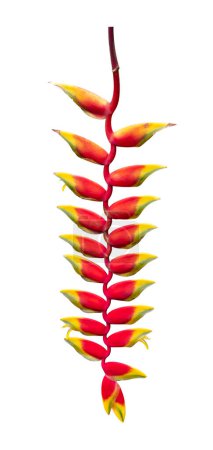 Heliconia rostrata lobster claw flower isolated on white background for tropical plant and design cut out concept