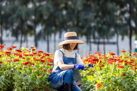 Foto de Agricultor asiático y florista está trabajando en la granja, mientras que el corte de flores de zinnia utilizando tijeras de podar para el negocio de flores cortadas en su granja para el concepto de la industria agrícola - Imagen libre de derechos