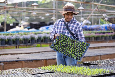 Asiatische Landwirt trägt Tablett mit jungen Gemüsesalat Sämling in den Boden für den Anbau von Biopflanzen während der Frühjahrssaison und landwirtschaftlichen Nutzung pflanzen