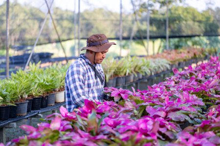 Junger asiatischer Gärtner wählt Bromelie-Neoregelia-Pflanze aus der örtlichen Gärtnerei voller tropischer exotischer Pflanzen für Wochenendgartenarbeit und Outdoor-Hobbykonzept