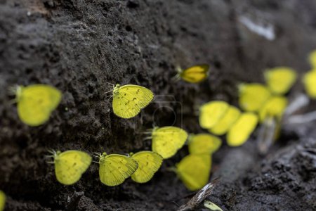 Téléchargez les photos : Les papillons jaunes d'herbe commune ou eurema hecabe piquent sur le sel et les minéraux qui appellent également phénomène de flaque de boue pendant l'été sur la saison des amours dans la forêt tropicale humide - en image libre de droit