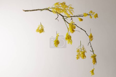 Hanging yellow mimosa flowers against white wall with shadows on it. Concept of women's or mothers day. Flower composition for interior decoration. Spring concept.