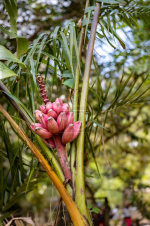 Téléchargez les photos : Musa velutina, communément appelée banane rose ou banane poilue, aux fruits mûrs - en image libre de droit