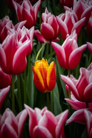Close-up view of orange and yellow tulip isolated from lots of pink tulips. Light focus for the yellow and orange tulip.