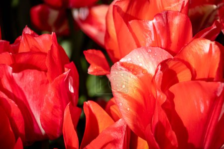 Close-up view of water drops on orange tulips.