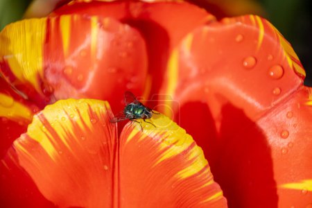 Close-up view of a domestic fly and water drops on yellow and orange tulips.