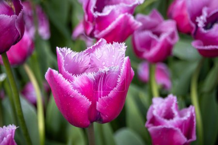 Close-up view of water drops on purple, pink tulips.
