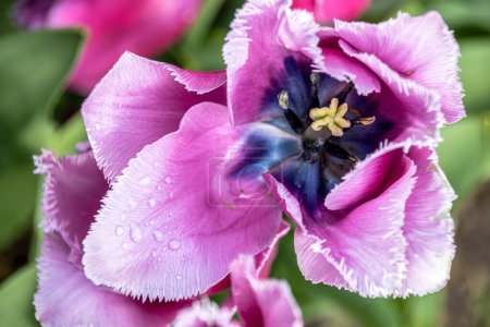 Close-up view of purple, pink tulip in full bloom with blue center.