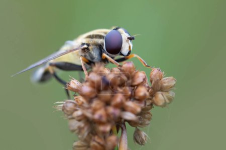 Photo for Macro image of a palearctic hoverfly showing the compound eyes in detail - Royalty Free Image