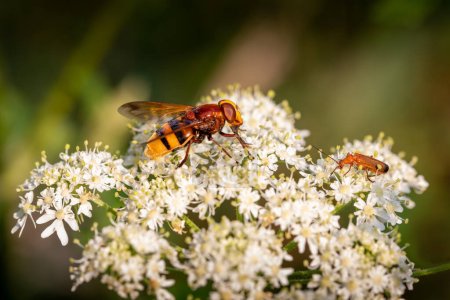 Téléchargez les photos : Un frelon imite un hoverfly et un coléoptère soldat rouge commun sur une fleur blanche - en image libre de droit