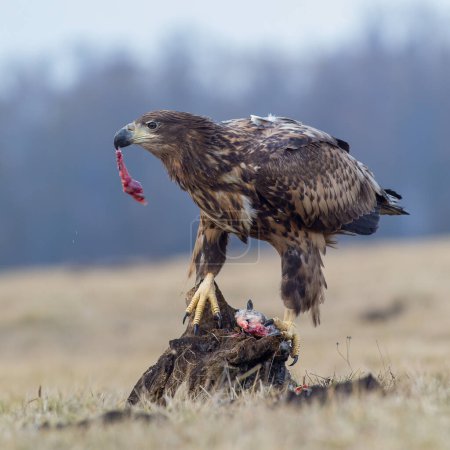 Photo for A white-tailed eagle ripping a freshly caught fish apart - Royalty Free Image
