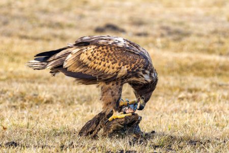 Photo for A white-tailed eagle ripping a freshly caught fish apart - Royalty Free Image