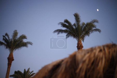 Téléchargez les photos : Deux palmiers sur fond de ciel couchant. Lune gibbeuse croissante entre les deux palmiers - en image libre de droit