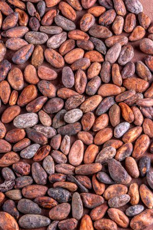 Los granos de cacao tostados se extienden sobre un fondo marrón. Fotografía del estudio, naturaleza muerta.