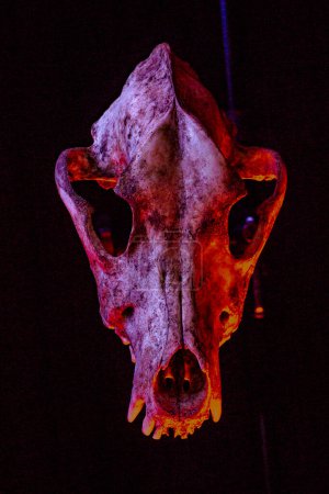 Photo for Isolated dog skull on black background. Dramatic lighting in colors - Royalty Free Image