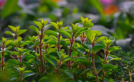 Photo for Close up green fresh sweet marjoram (Origanum majorana) spicy herb sprouts growing, low angle view - Royalty Free Image