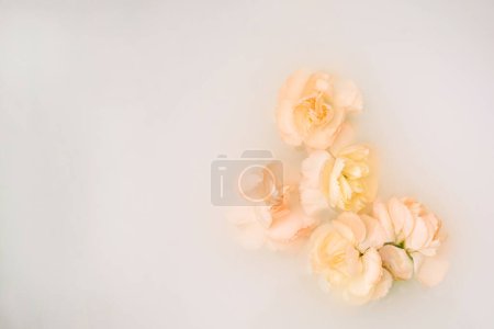 Light peach fuzz carnation on soft white background..
