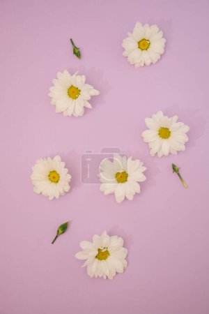 Téléchargez les photos : Marguerites sur fond rose. Concept de printemps. - en image libre de droit