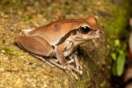 Foto de Hembra australiana Northern Stony Creek Frog - Imagen libre de derechos