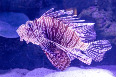 Photo for Lionfish swimming in ocean aquarium - Royalty Free Image