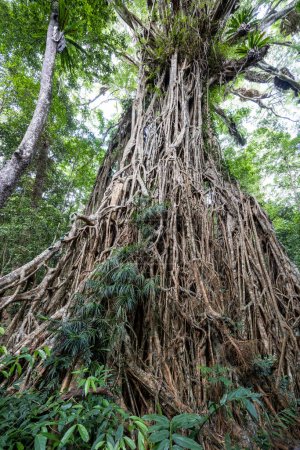 Cathedral Feigenbaum in der Nähe von Yungaburra North Queensland Australien