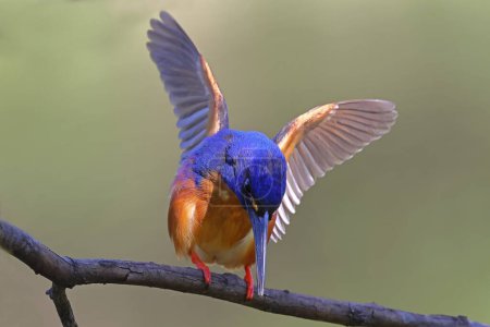 Foto de Australian Azure Kingfisher encaramado en la extremidad - Imagen libre de derechos