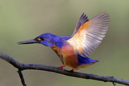 Foto de Australian Azure Kingfisher encaramado en la extremidad - Imagen libre de derechos