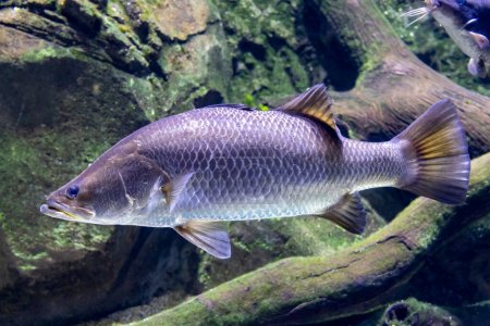 Photo for Australian Sooty Grunter fish in aquarium - Royalty Free Image