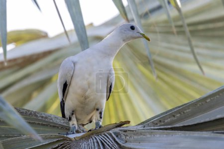 Photo for Torresian imperial pigeon resting in palm tree - Royalty Free Image